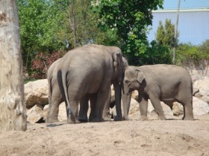 Chester Zoo Safe Elephants