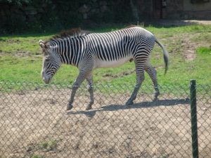 chester-zoo-2012-06
