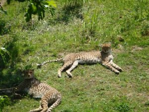chester-zoo-2012-08