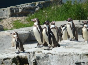chester-zoo-2012-11