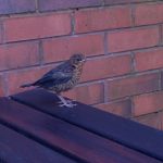 Beer Garden Bird