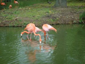 gay-animals-flamingos