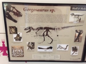 Manchester Museum Gorgosaurus Information Board