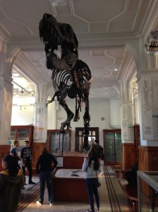 T-Rex Skeleton Manchester Museum
