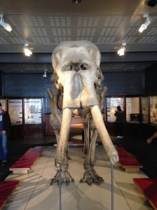 Manchester Museum Mammoth Skeleton (front)