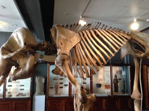 Manchester Museum Mammoth Skeleton (side)
