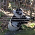 Wales animalarium lemur