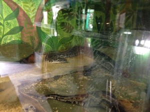 Animalarium Pythons