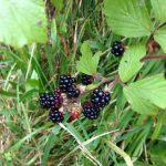 Wales Black Berries