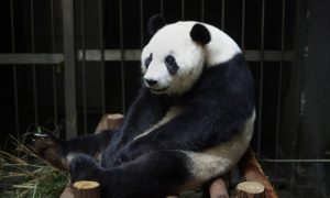 panda-guardian-article