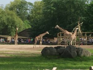 chester-zoo-2016-10