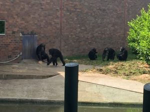 chester-zoo-2016-11