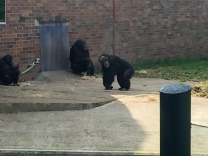 chester-zoo-2016-12