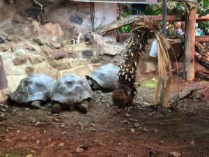 chester-zoo-2016-13