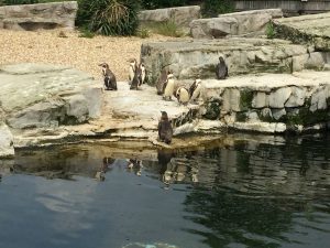 chester-zoo-2016-18