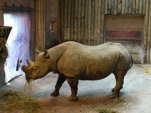 chester-zoo-2016-22