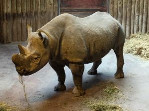 chester-zoo-2016-24