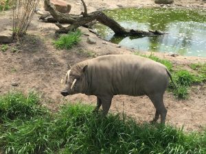 chester-zoo-2016-4