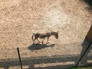 chester-zoo-2016-7