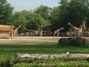 chester-zoo-2016-9