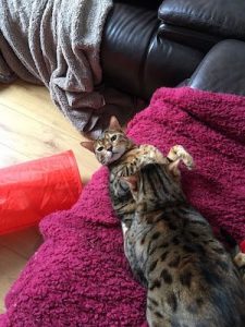 bengal-cats-Dylan-and-Russell-April-18