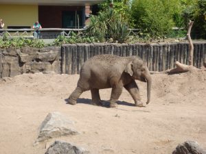 chester-zoo-with-jayne-July-18-1