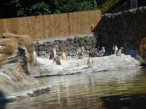 chester-zoo-with-jayne-July-18-14