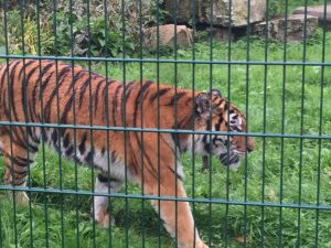 Blackpool-Zoo-September-2018-12