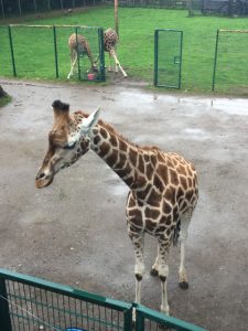Blackpool-Zoo-September-2018-16