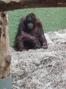 Blackpool-Zoo-May-2019-11