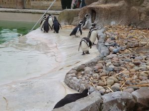 Blackpool-Zoo-May-2019-9